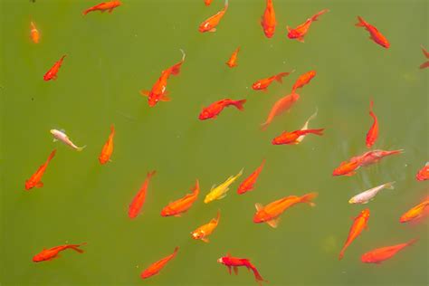 家裡適合養什麼魚|養魚新手入門：12個教學讓你養魚一次上手（新手必讀）